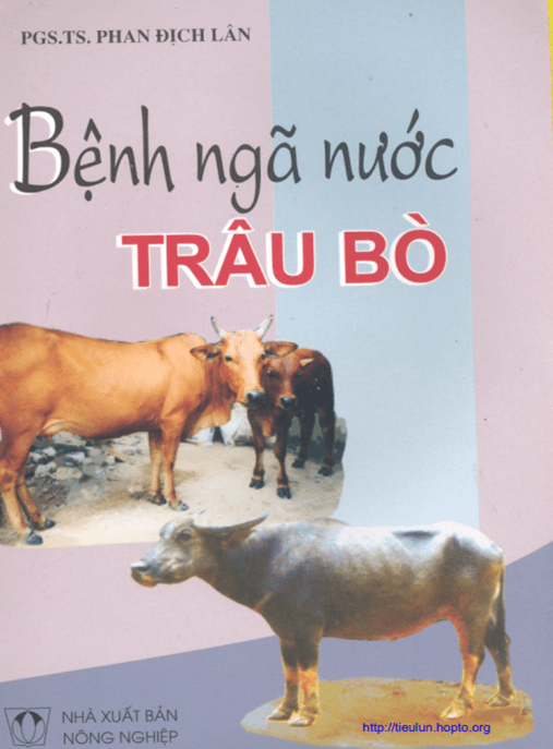 Bệnh Ngã Nước Trâu Bò