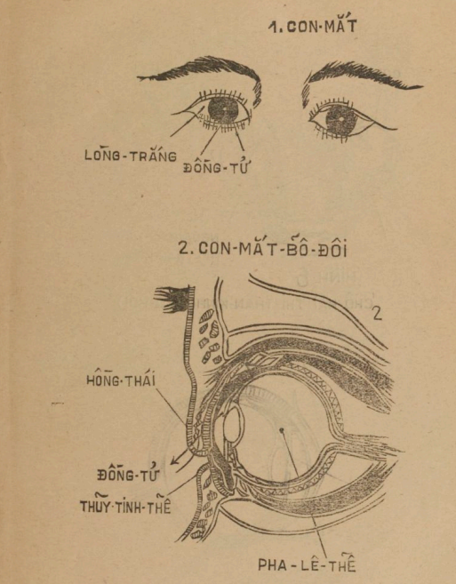 Sách Thuốc Đau Mắt